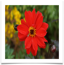 Flower - Birmingham, Peter